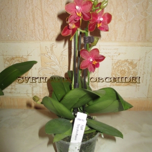 Phalaenopsis "Tying Shin Phoenix"