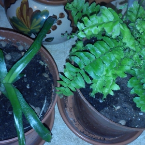 Бильбергия и птерис