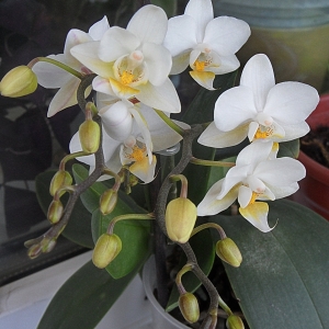 phal. (pinlong cheris x cassandra alba)