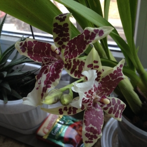 Beallara Tahoma Glacier 'Green'