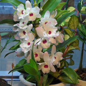 Dendrobium nobile 'Millennium'