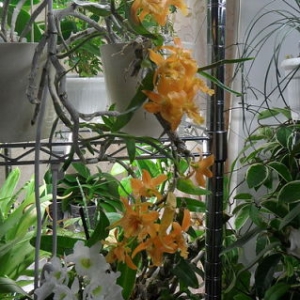 Dendrobium Stardust Orange