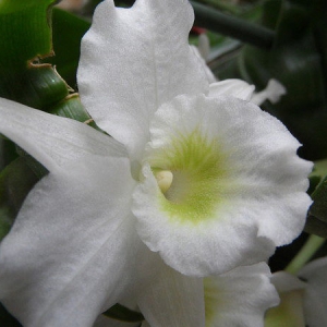 Dendrobium nobile