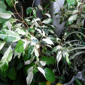 Ficus benjamina 'Чарли', 'Керли' ('Сurly')