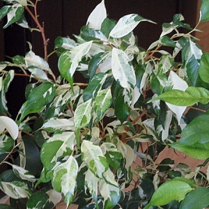 Ficus benjamina 'Чарли', 'Керли' ('Сurly')