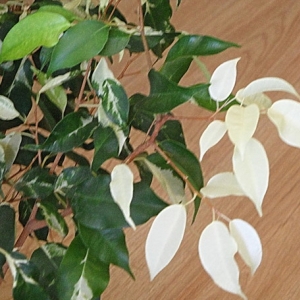 Ficus benjamina 'Чарли', 'Керли' ('Сurly')