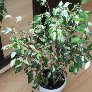 Ficus benjamina 'Чарли', 'Керли' ('Сurly')