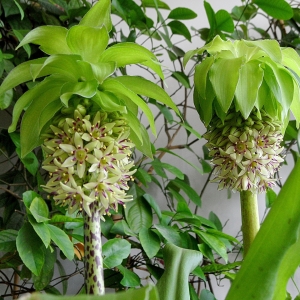 Eucomis bicolor.