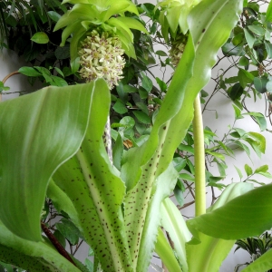 Eucomis bicolor.