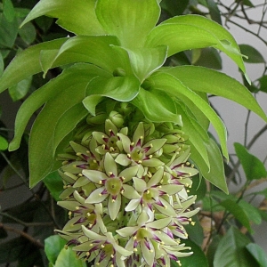 Eucomis bicolor.