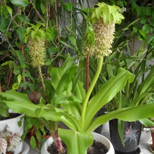 Eucomis bicolor.