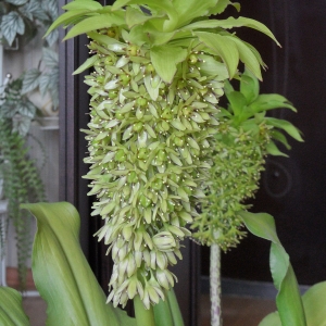 Eucomis bicolor.