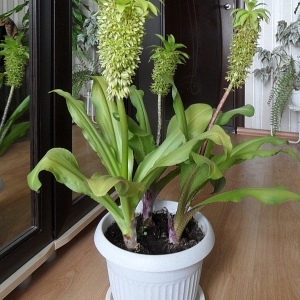 Eucomis bicolor.