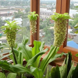 Eucomis bicolor.