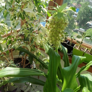 Eucomis bicolor.