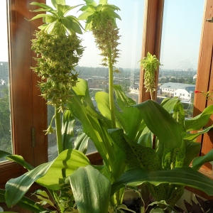 Eucomis bicolor.