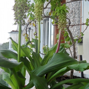 Eucomis bicolor.