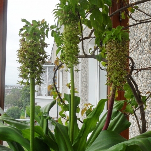 Eucomis bicolor.