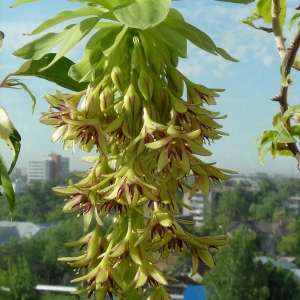 Eucomis bicolor. Крупным планом.