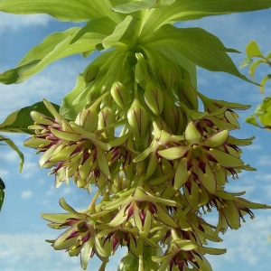 Eucomis bicolor. Крупным планом.