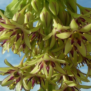 Eucomis bicolor. Крупным планом.