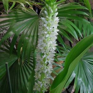 Eucomis autumnalis