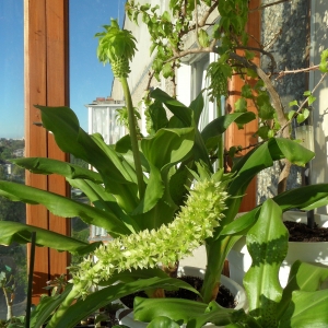 Eucomis autumnalis + Eucomis bicolor