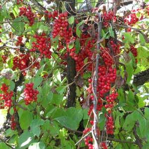Лимонник