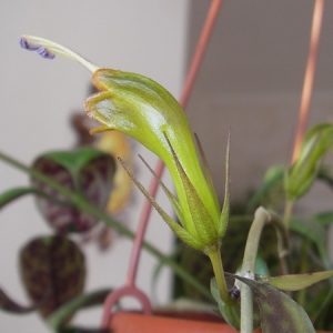 Эсхинантус мраморный (Aeschynanthus marmoratus)