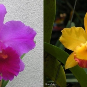 Blc.King of Taiwan X Blc.Chiengmai Gold