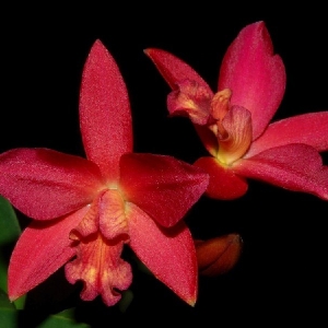 Cattleya Lc. Chian-Tzy 'Mars'