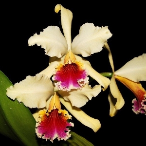 Cattleya rex '1372'