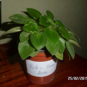 ROB'S PENNY ANTE