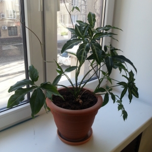 Неопознанная растишка