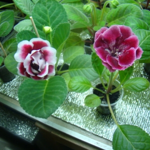 сеянец"Рикардо"+сеянец 1