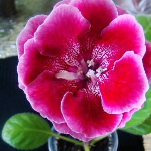 Сеянец глоксинии 1