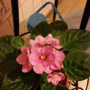 Сенполия