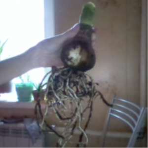 гиппеаструм