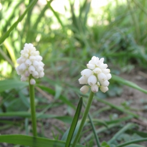 Мускари армянский