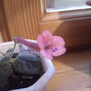 сеянец Ozark Pink Tiger