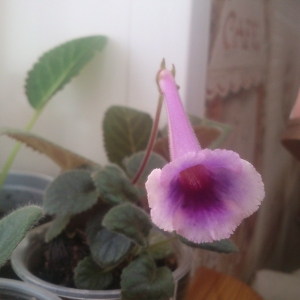 фиолетовая минисиннингия