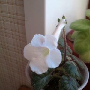 белая минисиннингия