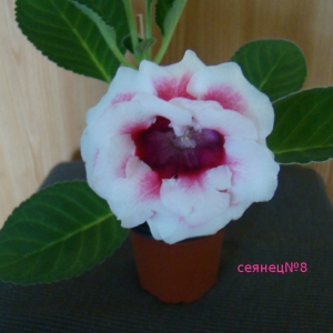 сеянец№8