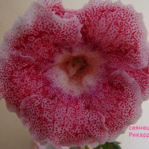 сеянец"Рикардо"№2