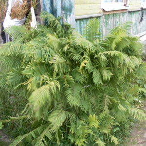 Папаротник на даче