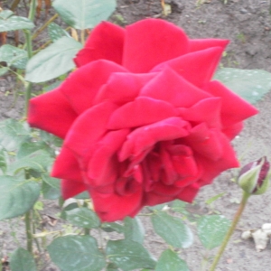 Роза на даче
