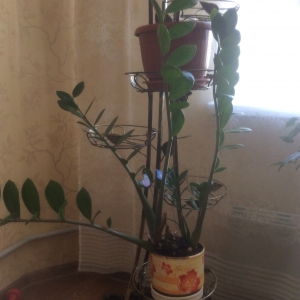 Замиулькас