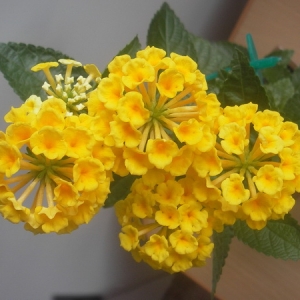 Lantana camara New Gold