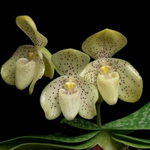 Paphiopedilum concolor-фото цветения