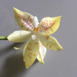 Phalaenopsis cornu cervi var.yellow-фото цветения